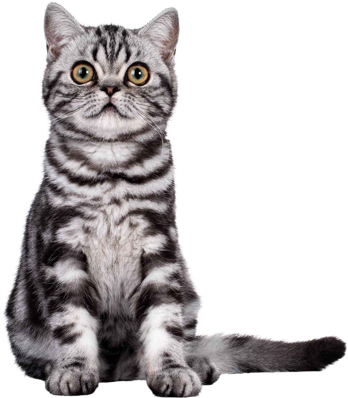 Striped British Shorthair Cat Cutout